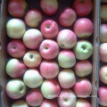 Reliable Supplier of Fresh Gala Apple